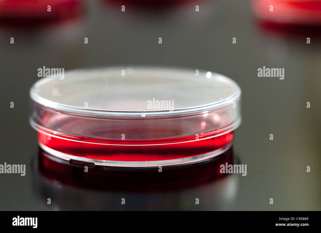 Placas de Petri utilizadas para el cultivo de células eucariotas en agar sólido. Foto de stock