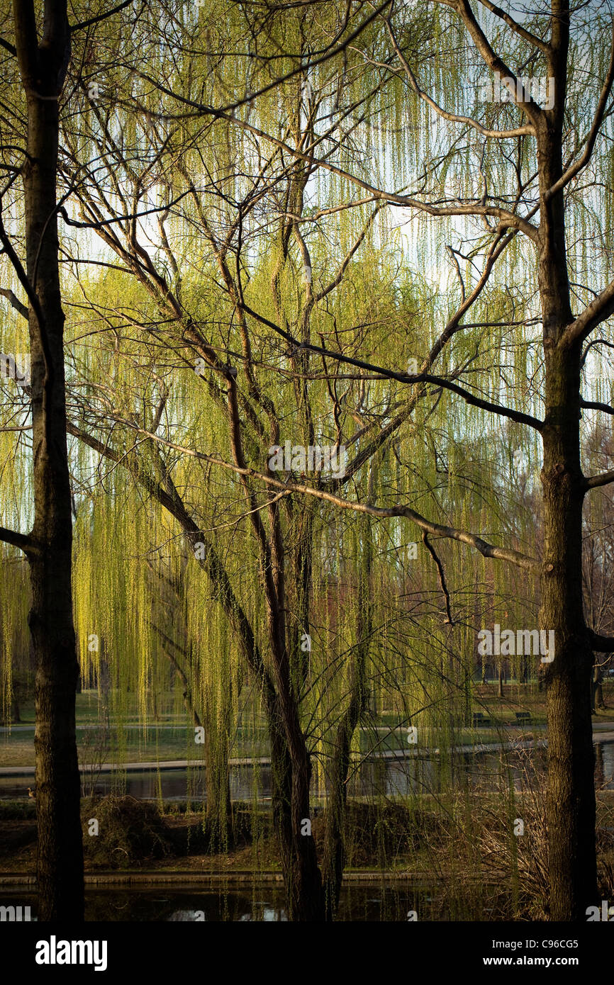 Los sauces llorones en Park Garden Fotografía de stock Alamy