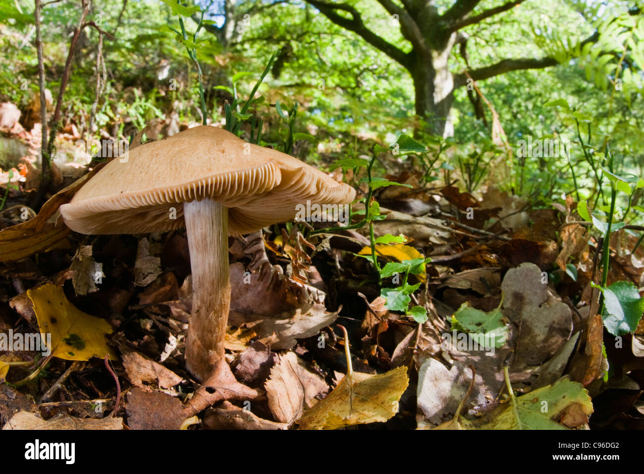 Hongo De Hoja De Roble Fotos e Imágenes de stock Alamy