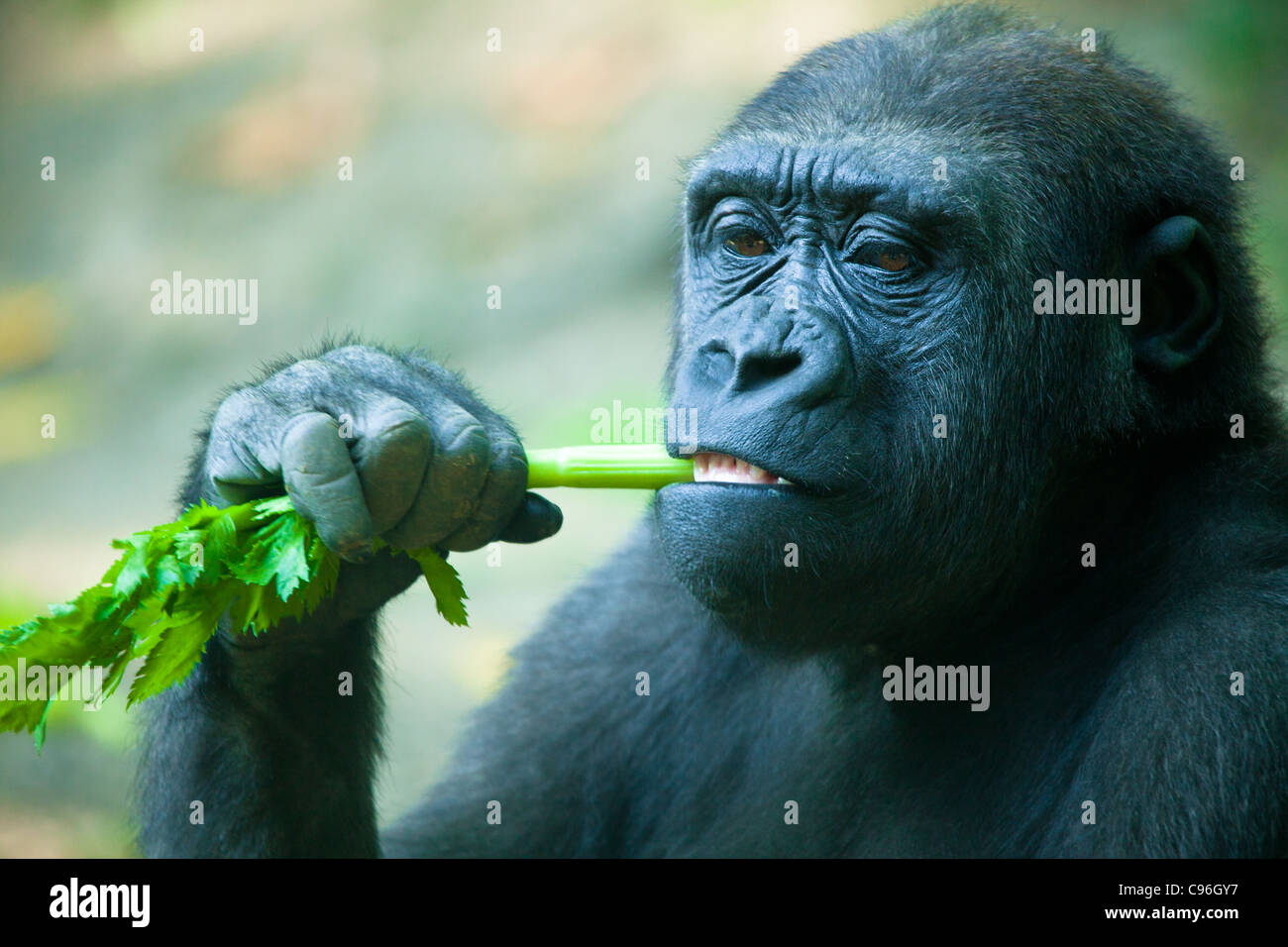 Gorila africana comiendo apio Stick Foto de stock