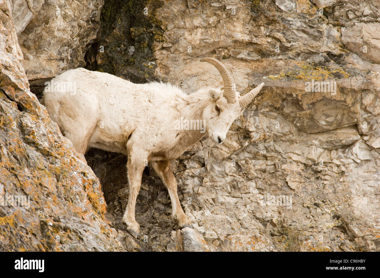Estados Unidos, Jackson Hole, Wyoming Big Horn Sheep equilibrio sobre ladera rocosa en antelope flats. Foto de stock