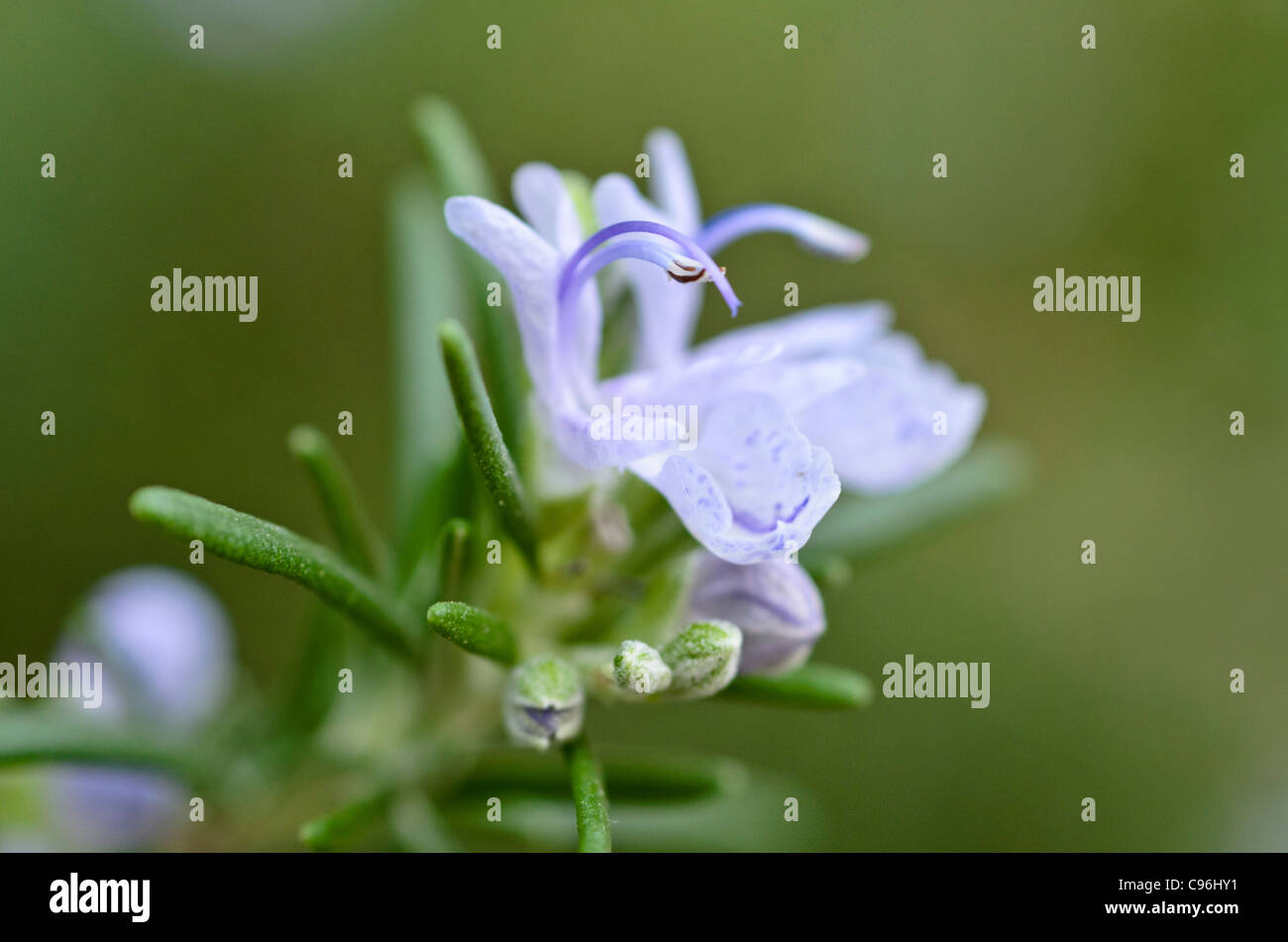 El romero (Rosmarinus officinalis) Foto de stock