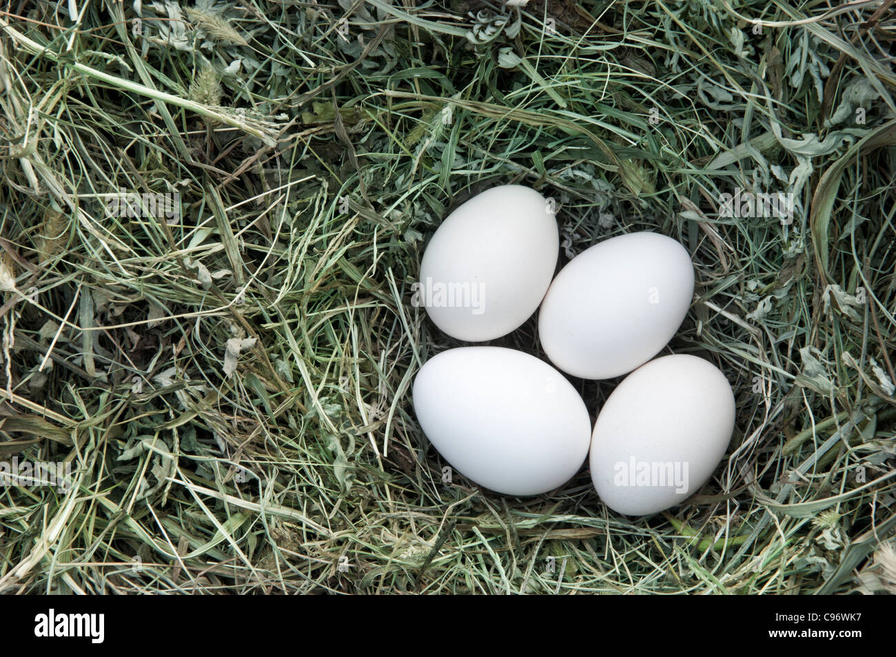 Los huevos de pollo en el nido Foto de stock
