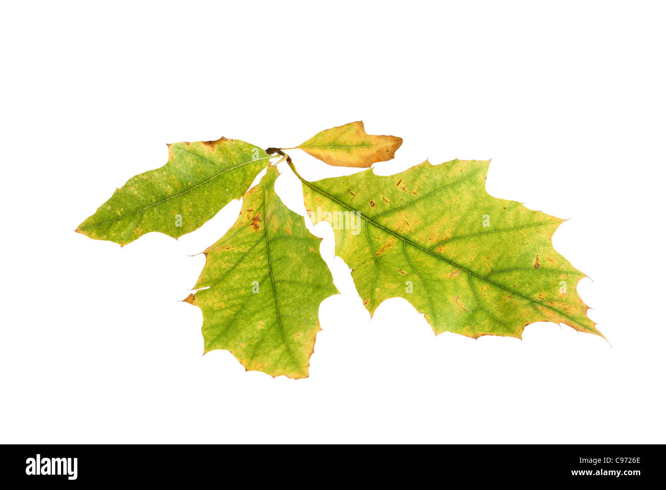 Hoja de Otoño retroiluminado (roble de Turquía) mostrando el cambio de color en el color verde de la clorofila, el pigmento amarillo Foto de stock