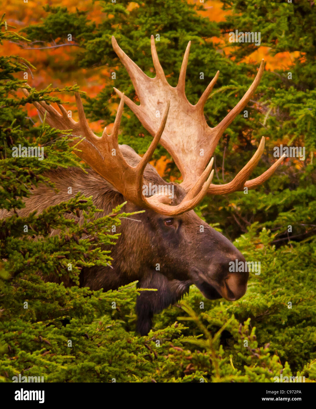 De Chugach State Park, Alaska, EE.UU. - Bull moose Alces alces. Foto de stock
