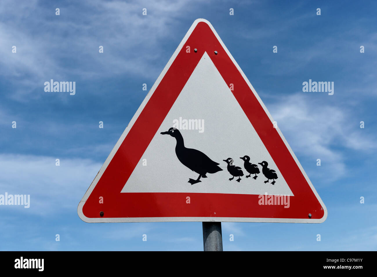 Precaución observe los patos, la familia de pato al cruzar la carretera, del Mar del Norte isla Amrum, Schleswig-Holstein, Alemania Foto de stock