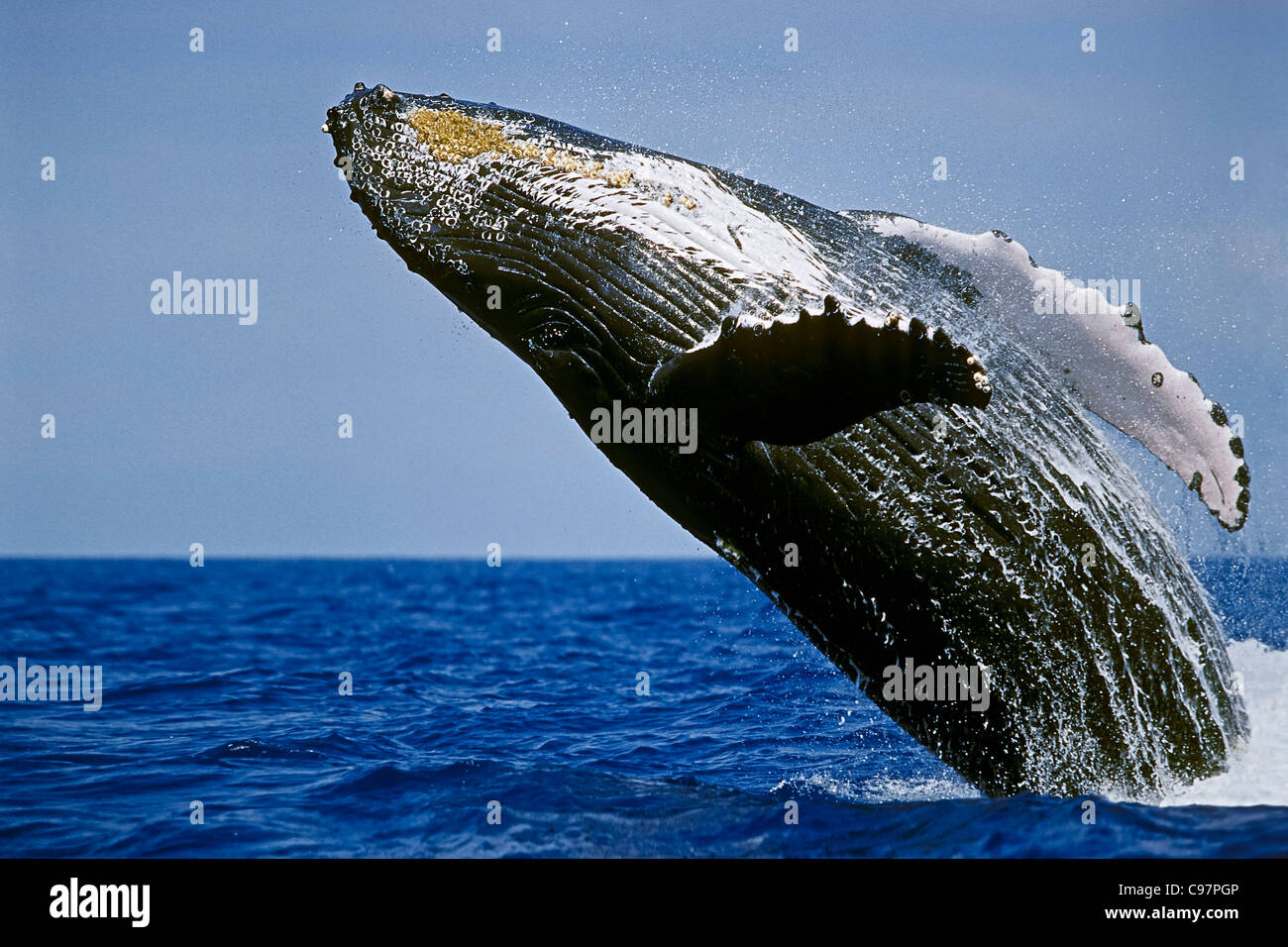 Ballena humpback, Hawai'ballena jorobada', lunging, violar, ballena Foto de stock