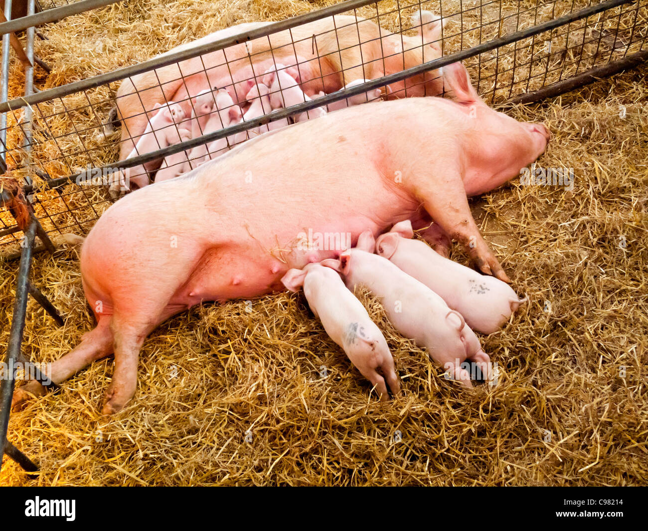 Las cerdas en una granja con los lechones mamando sobre un lecho de paja  Fotografía de stock - Alamy