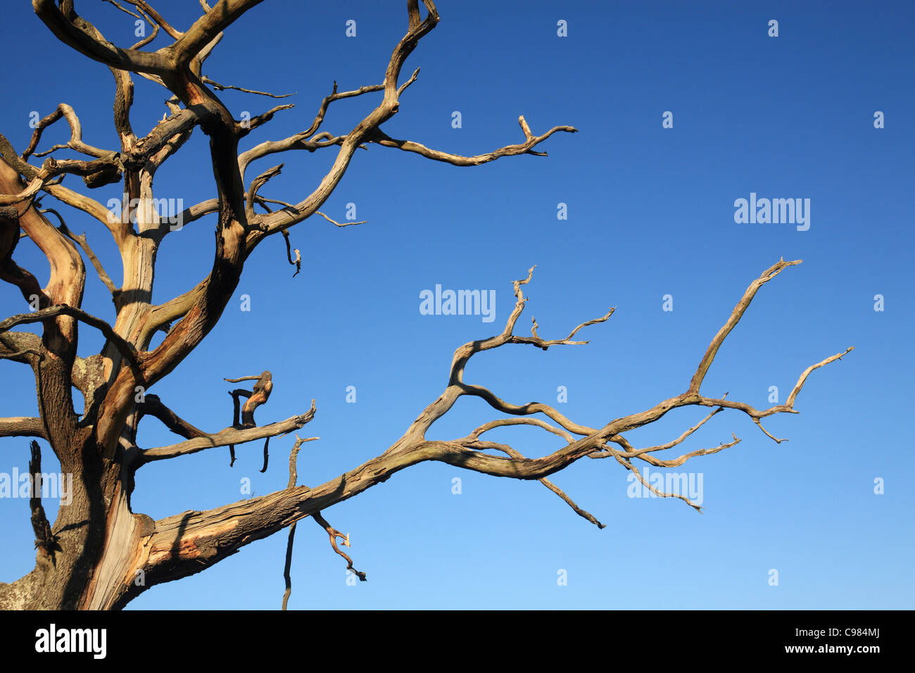 Árbol Muerto detalle blue sky inglés Lake District en Keswick, Cumbria, Reino Unido Foto de stock