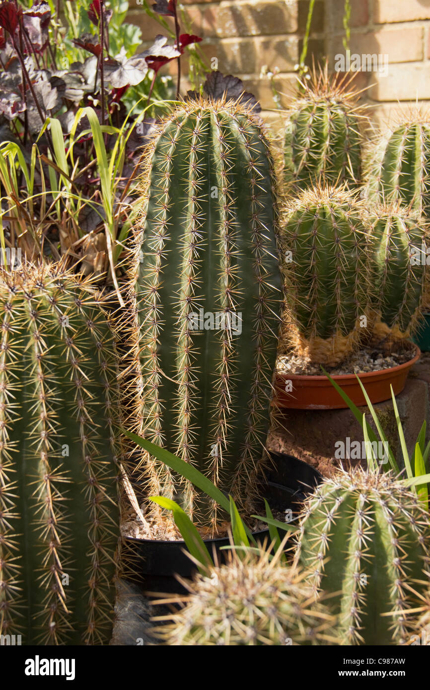 Cacto Saguaro en macetas Fotografía de stock - Alamy