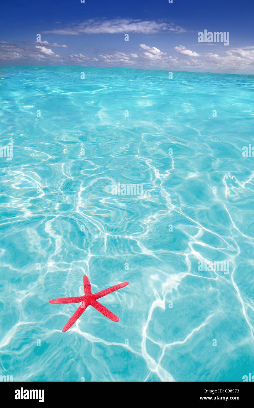 Playa caribeña con starfish Foto de stock