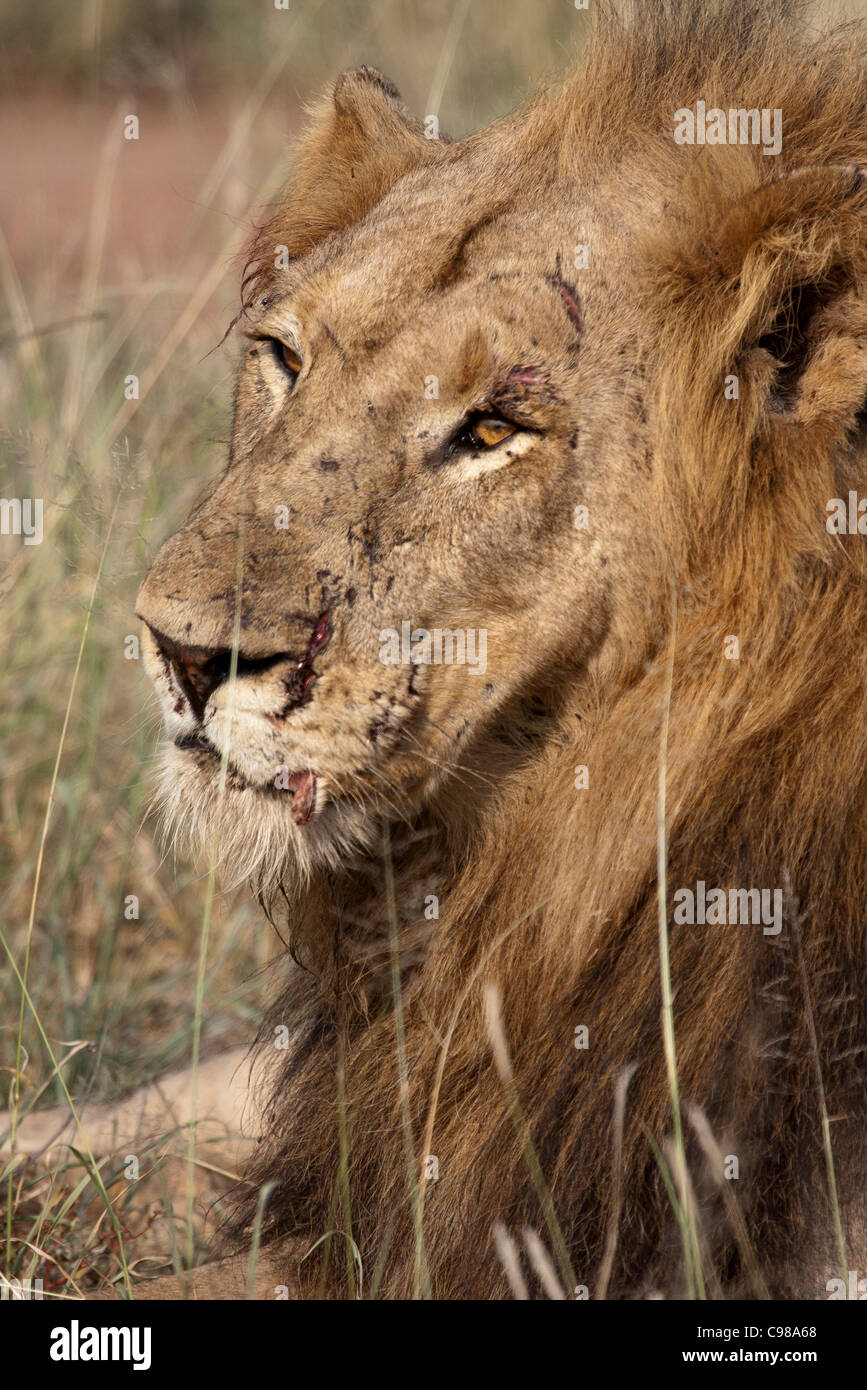 Retrato de un león macho con una batalla-cicatrizada cara Foto de stock