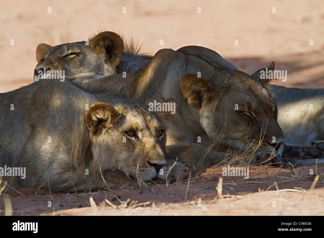 Apretado retrato de una manada de leones durmiendo en la sombra mientras uno mantiene vigilancia Foto de stock