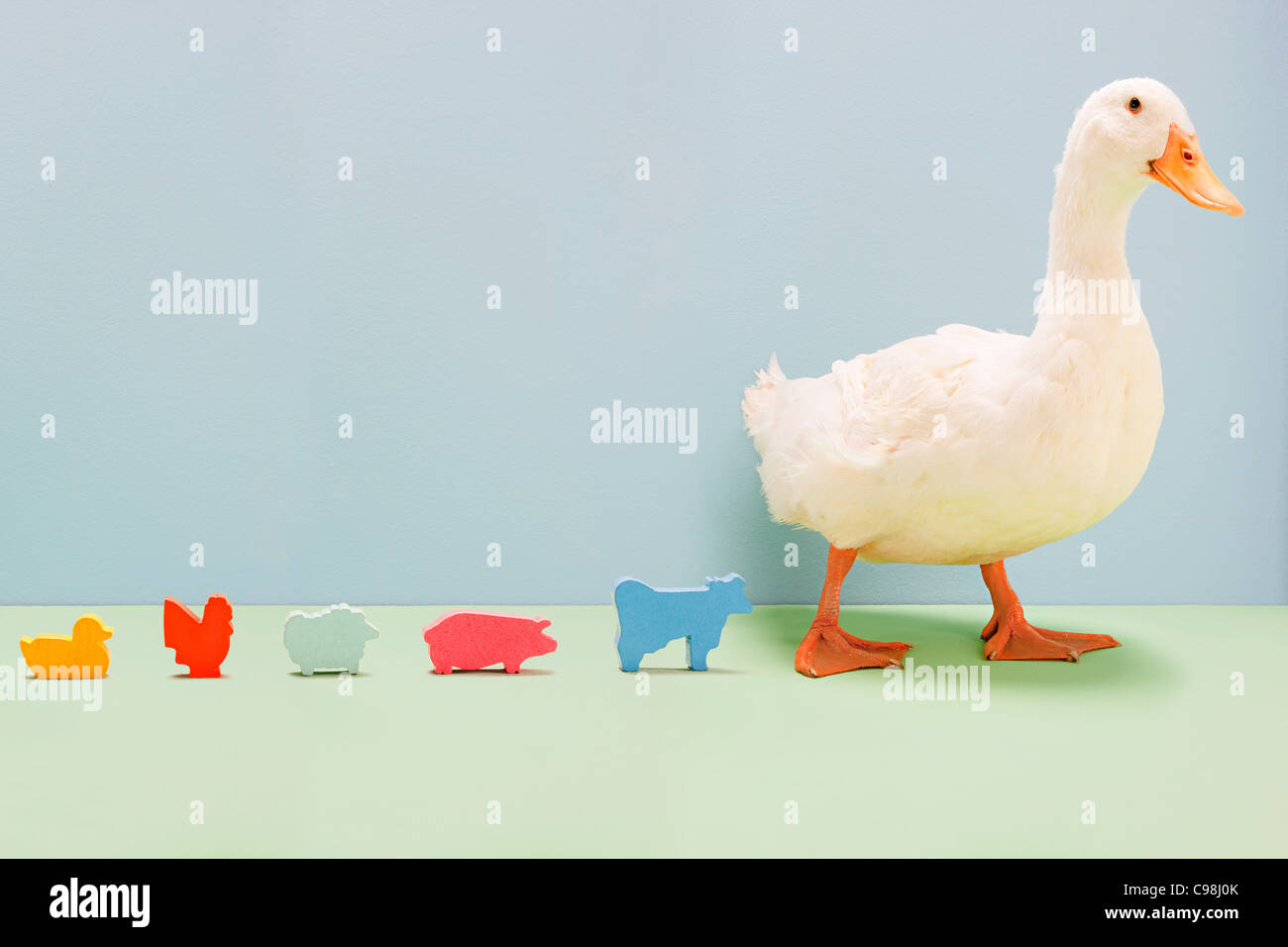 Pato caminando por la línea de animales de granja de juguete, Foto de estudio Foto de stock