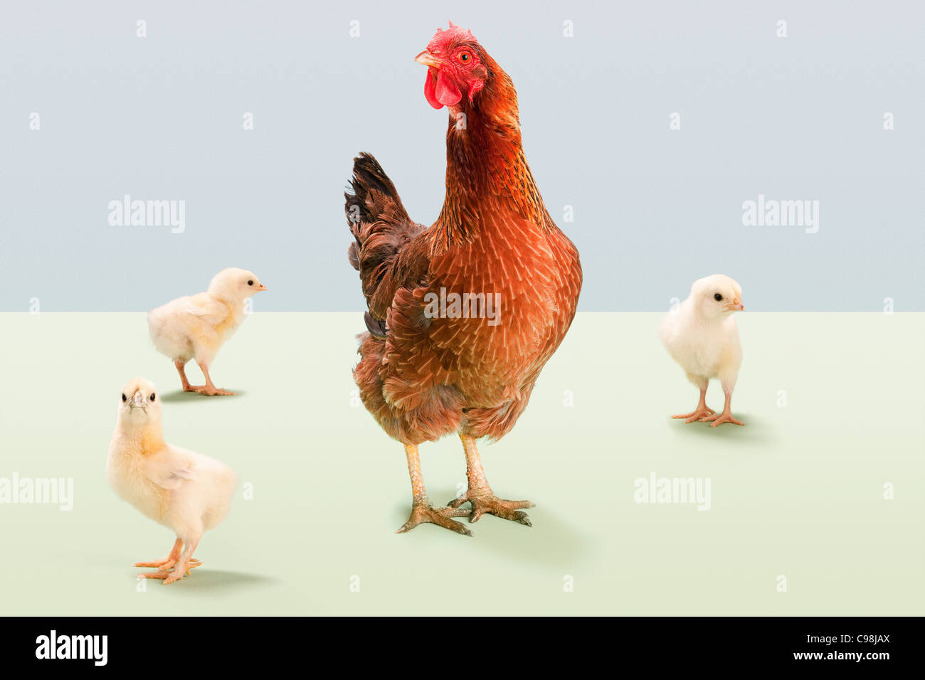 Pie de gallina con pollitos studio Foto de stock