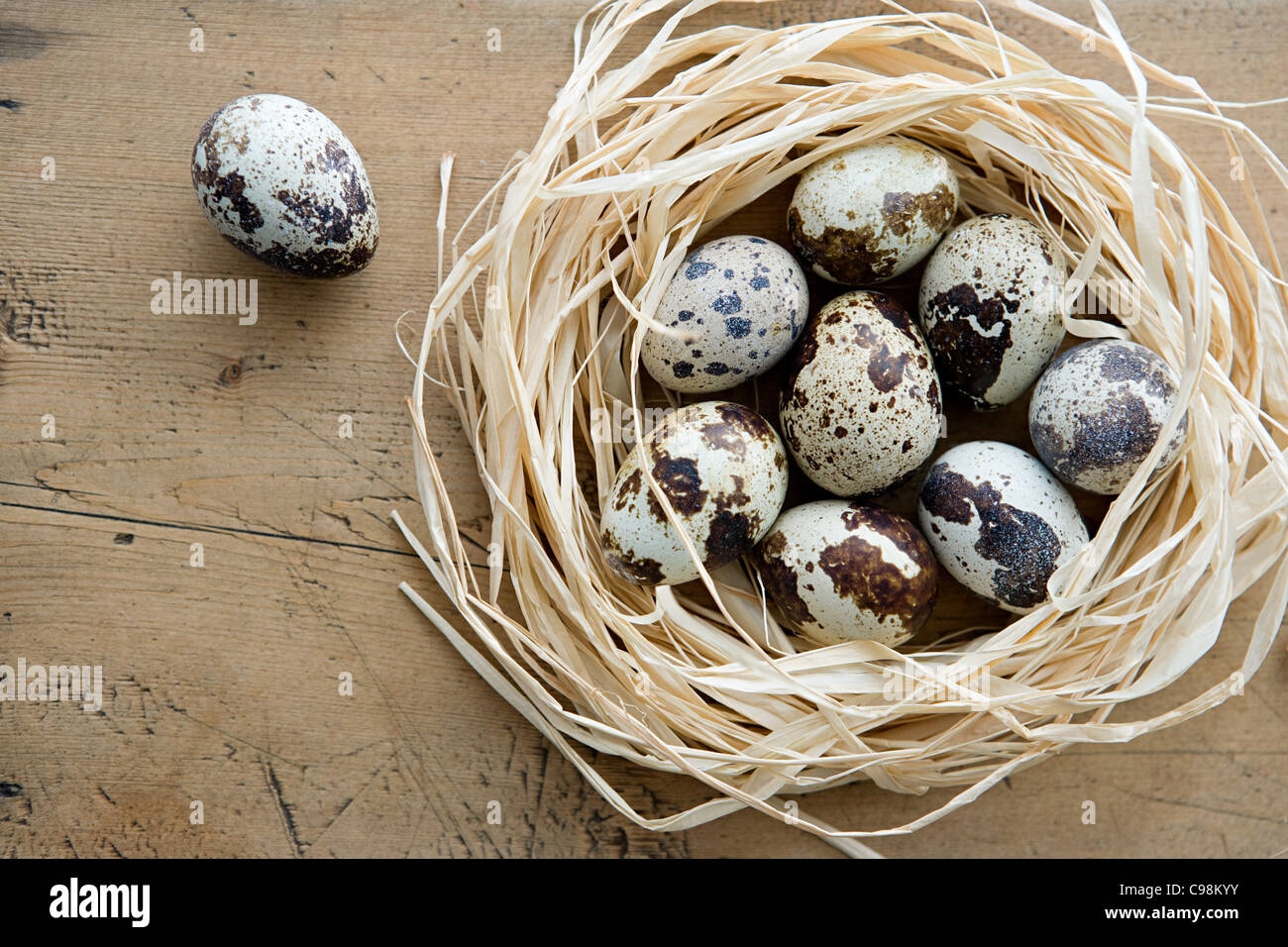 Un nido de huevos de codorniz con uno solo Foto de stock