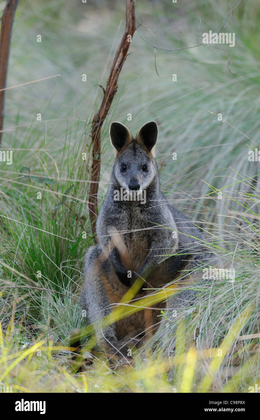 Pantano Wallaby Wallabia bicolor fotografiado en ACT, Australia Foto de stock