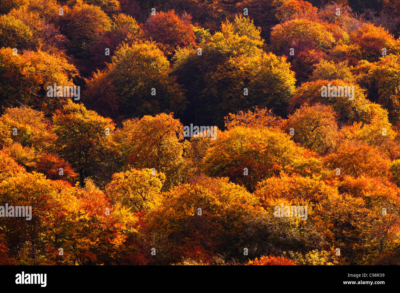 Colores del Otoño, colinas de Chiltern, Buckinghamshire Foto de stock