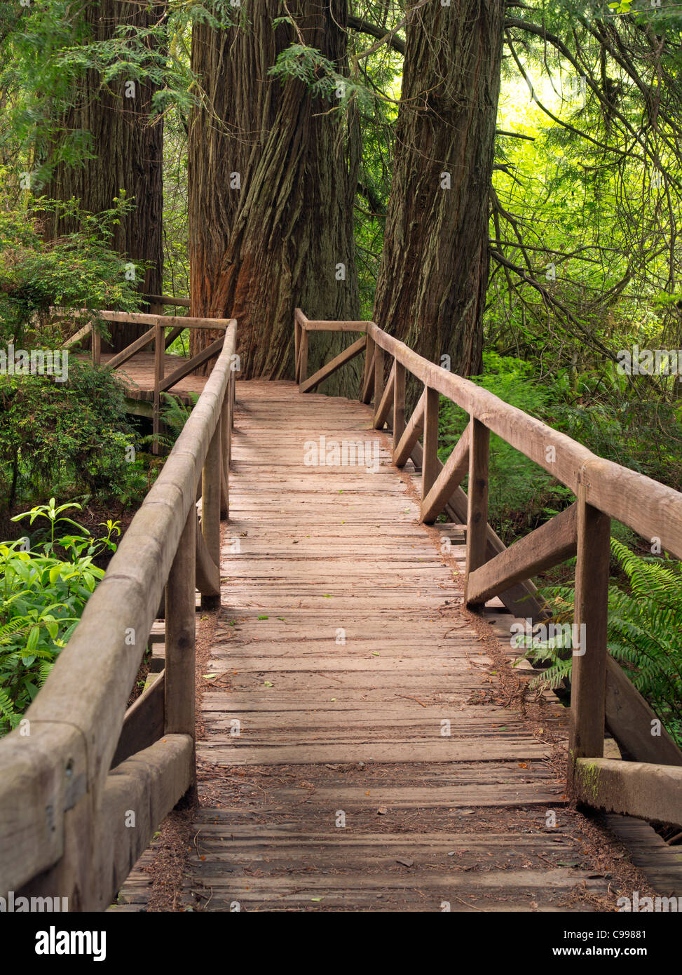 Puente sobre el arroyo en los Parques Nacionales y Estatales de Redwood, California Foto de stock
