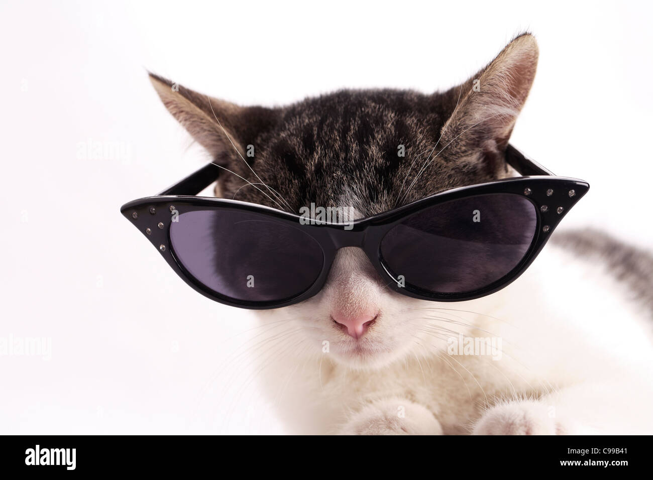 Gatito con gafas de sol Fotografía de stock - Alamy