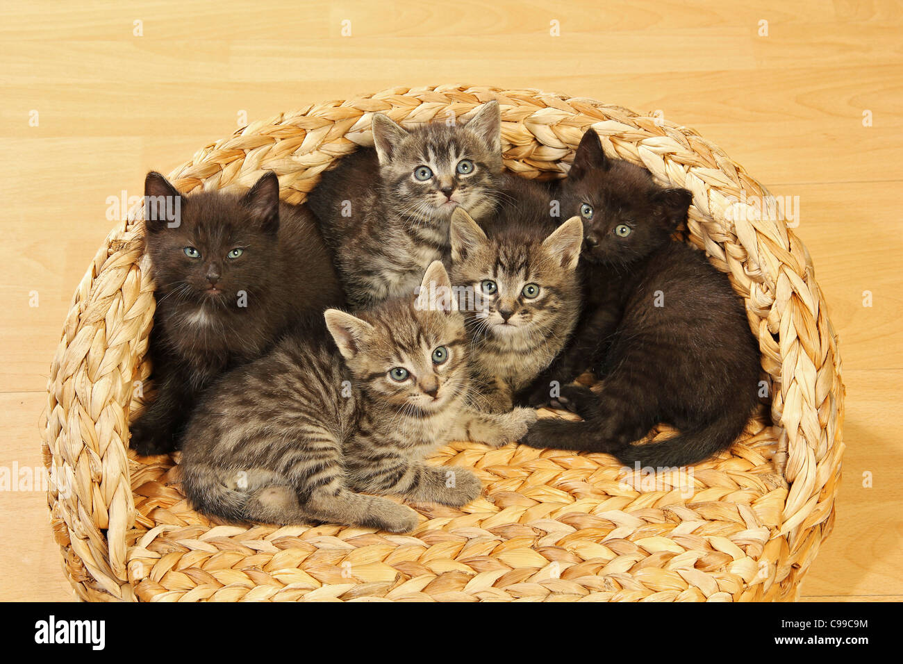 Cinco gatitos fotografías e imágenes de alta resolución - Alamy