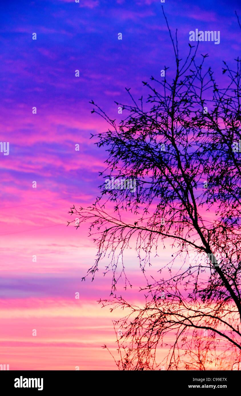 Árbol de silueta al atardecer Foto de stock