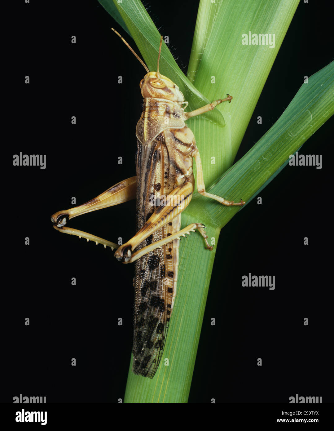 La langosta del desierto (Schistocerca gregaria) hembra adulta Foto de stock