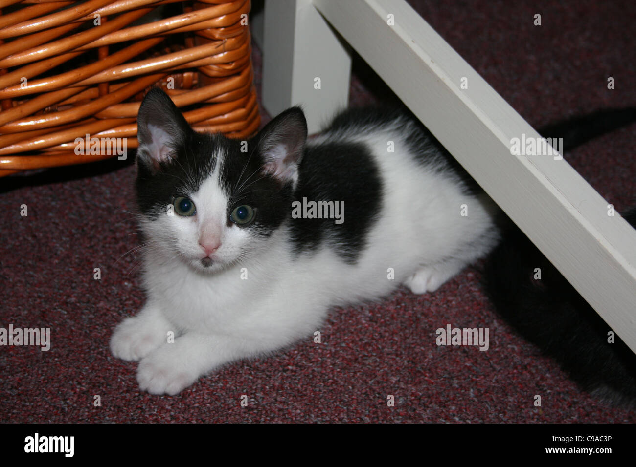 Gatito Blanco y negro sentado en silla de cocina con cesta de mimbre en segundo plano. Foto de stock
