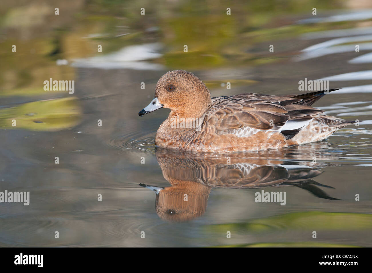 - Pfeifente Weibliche Euroasiática de silbón europeo (Anas penelope) Foto de stock