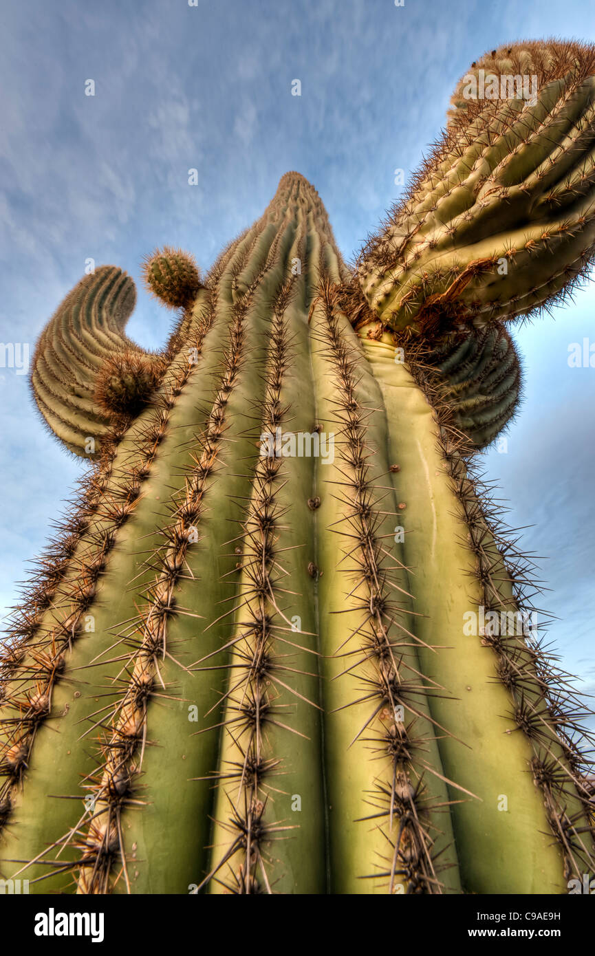 El saguaro ( /səˈwɑroʊ/; Nombre científico Carnegiea gigantea) es un árbol de gran tamaño de cactus en el Desierto de Sonora. Foto de stock