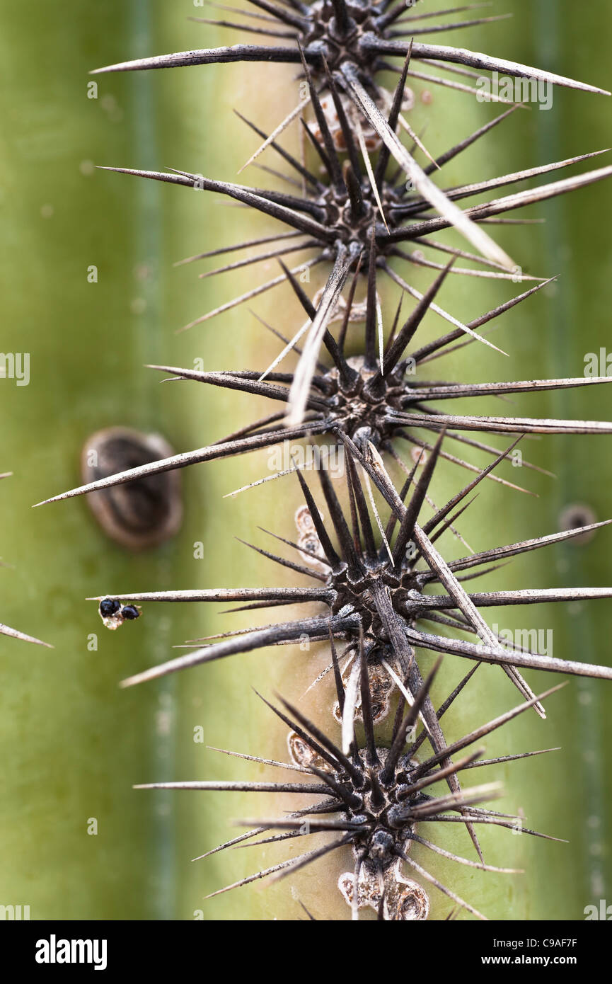 El saguaro ( /səˈwɑroʊ/; Nombre científico Carnegiea gigantea) es un árbol de tamaño grande, de especies de cactus en el desierto de Sonora. Foto de stock