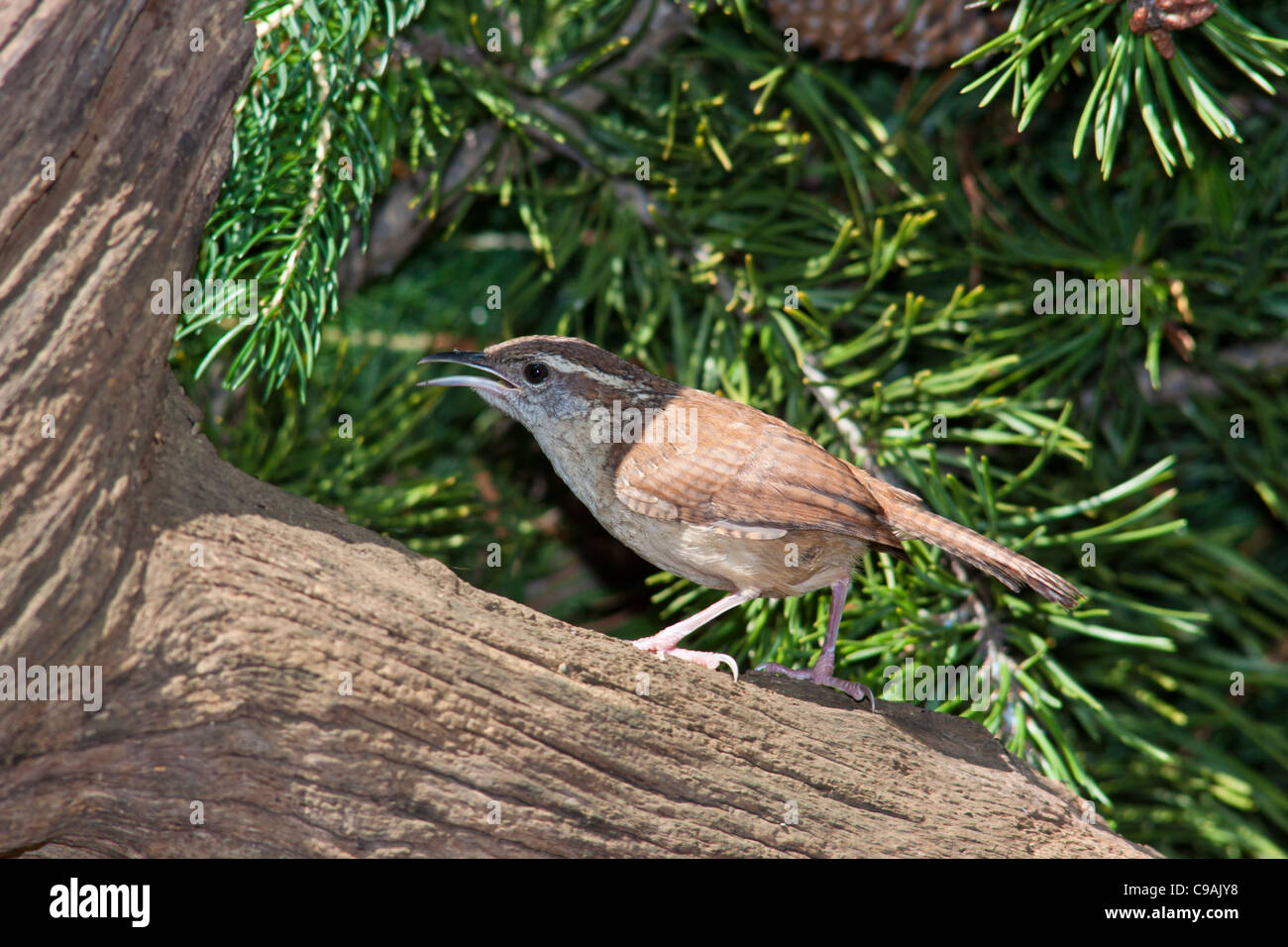 Carolina Wren, Thryothorus ludovicianus, escondido en el árbol en McLeansville, Carolina del Norte. Foto de stock