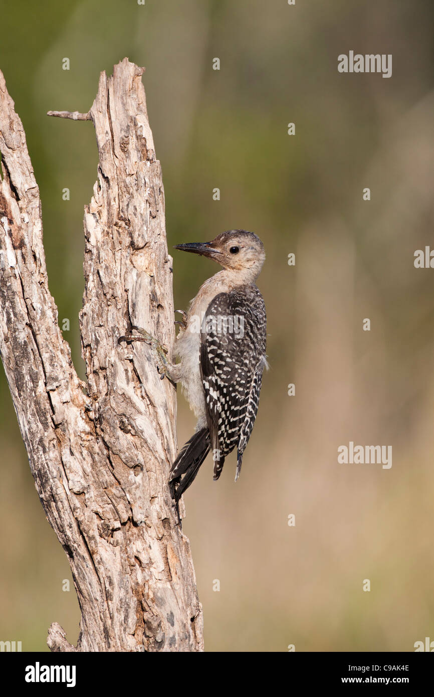 Joven Woodpecker de frente dorado, Melanerpes aurifrons, en rama de árbol en un rancho en el sur de Texas. Foto de stock