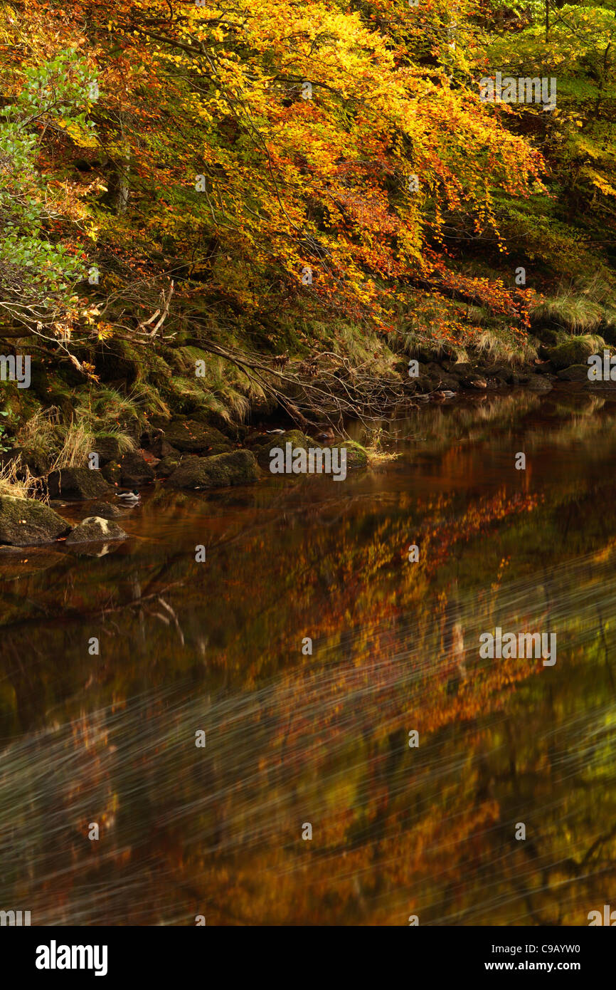 El follaje de otoño de colores brillantes de madera Strid a lo largo de las orillas del río Wharfe en Wharfedale, Yorkshire, Inglaterra Foto de stock