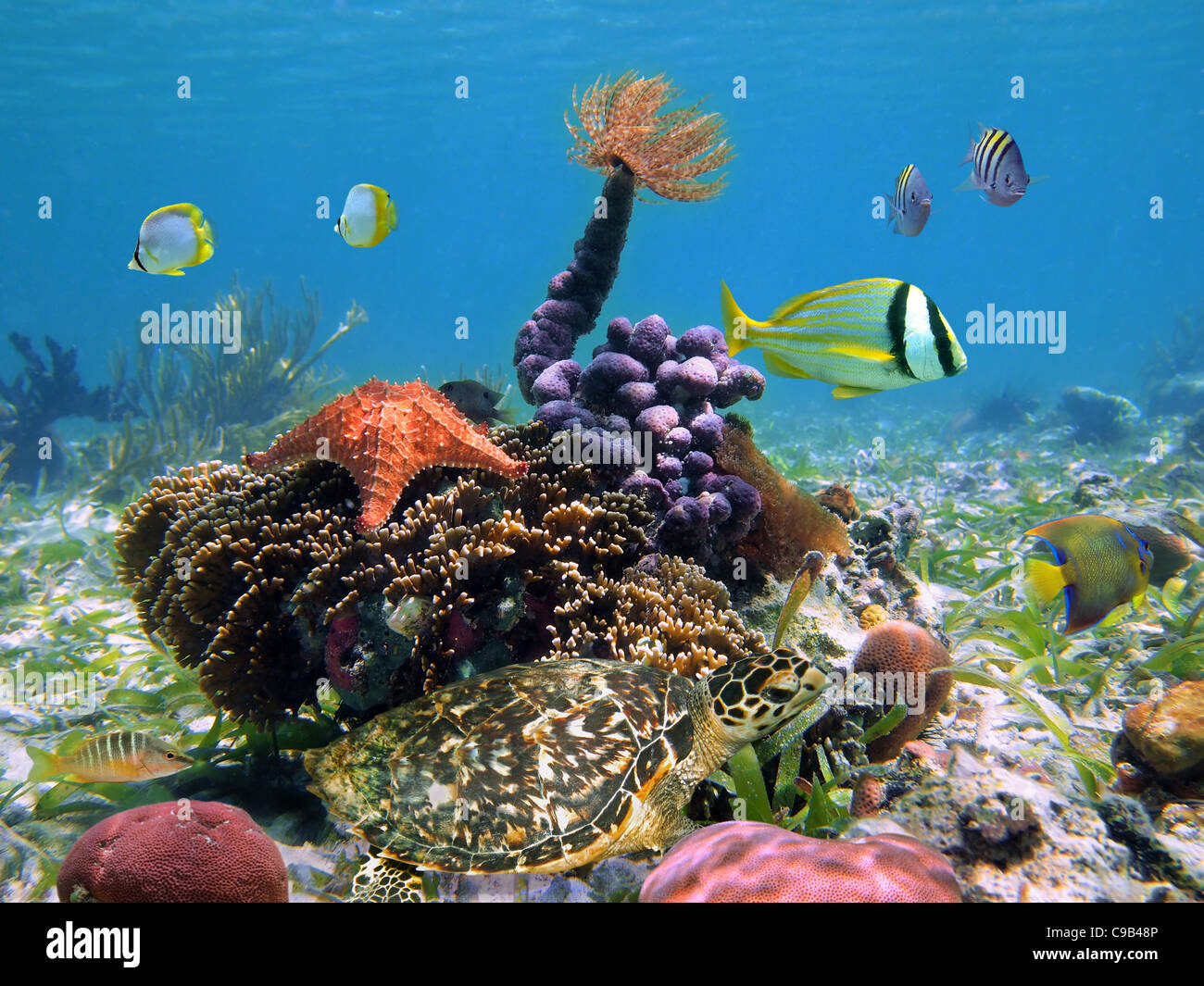 Tortuga marina con colorida vida marina tropical en un arrecife de coral, mar Caribe Foto de stock