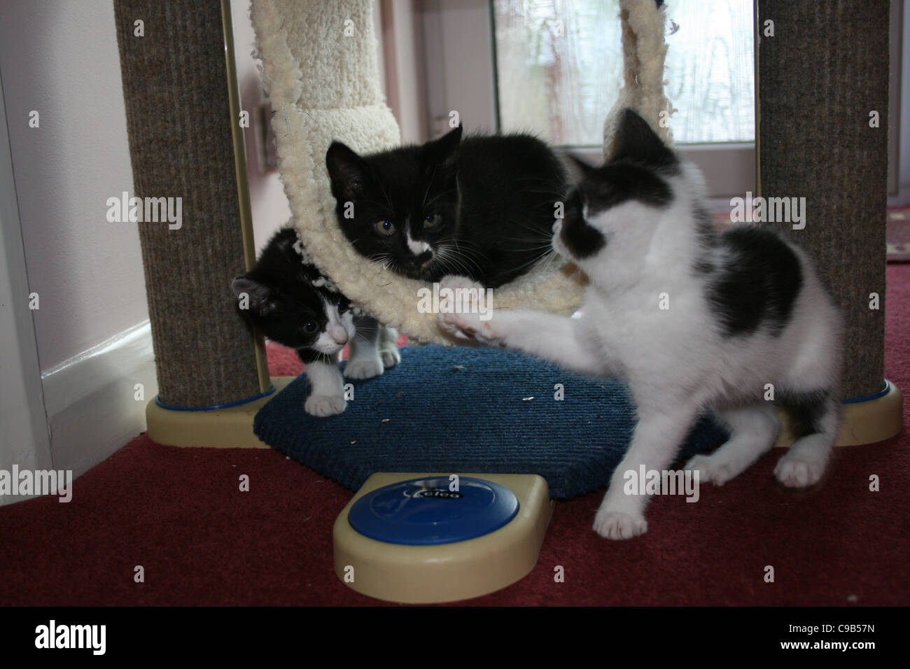 Blanco y Negro Tres gatitos jugando en cat columpios Fotografía de stock -  Alamy