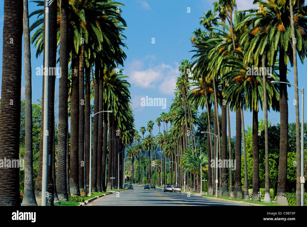 Altísimas palmeras una línea exclusiva calle residencial en Beverly Hills, una famosa comunidad en el condado de Los Ángeles, en el sur de California, Estados Unidos. Foto de stock