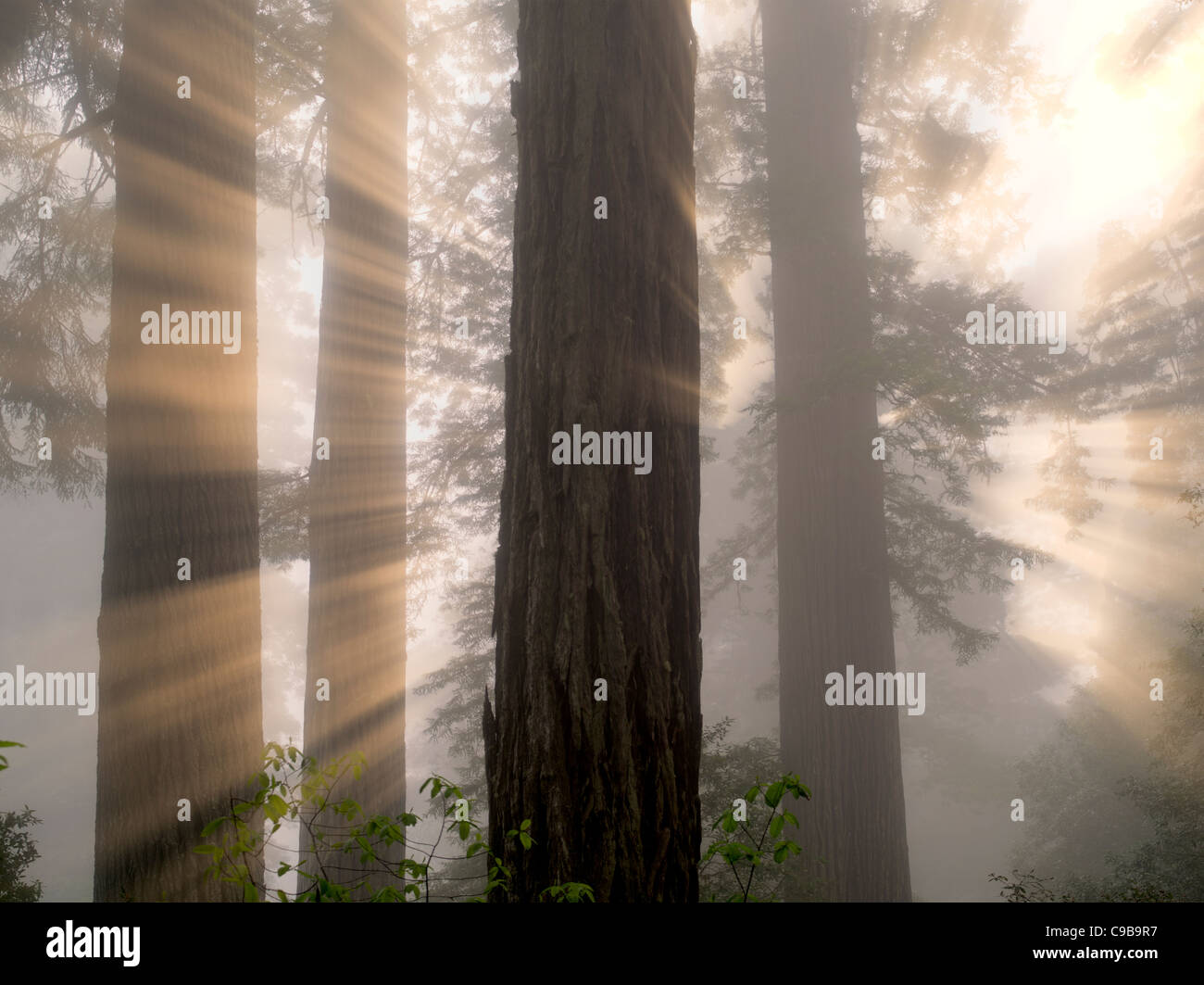 Secoyas en Lady Bird Johnson Grove. Parques Nacionales y Estatales de Redwood, California Foto de stock