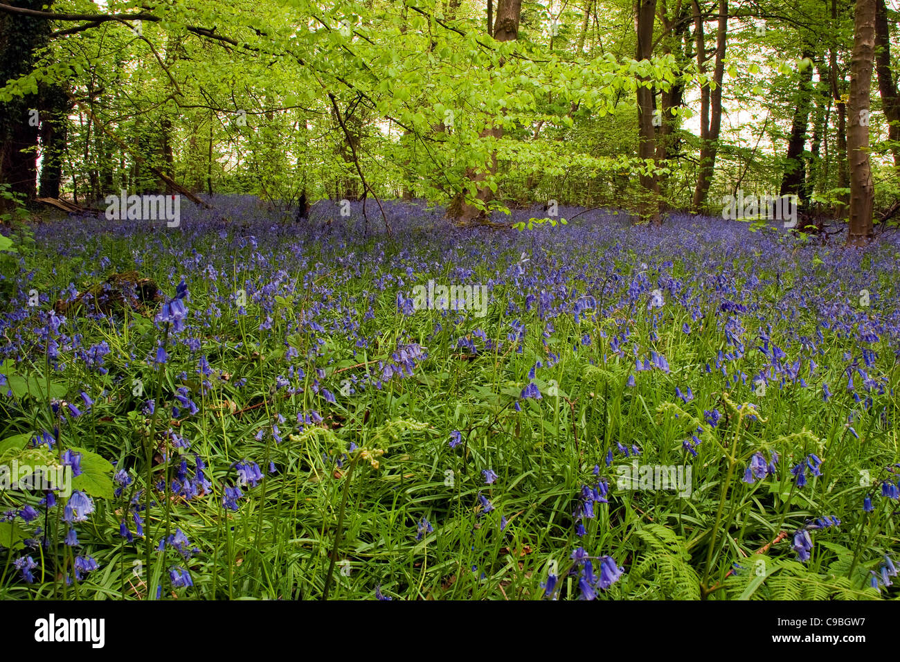 Sandy lane fotografías e imágenes de alta resolución Alamy