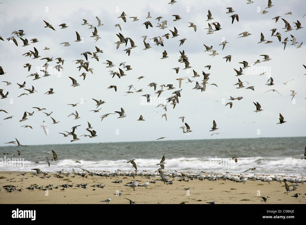 Guinea, Isla Bassigos, Gaviotas volando sobre el mar. Foto de stock