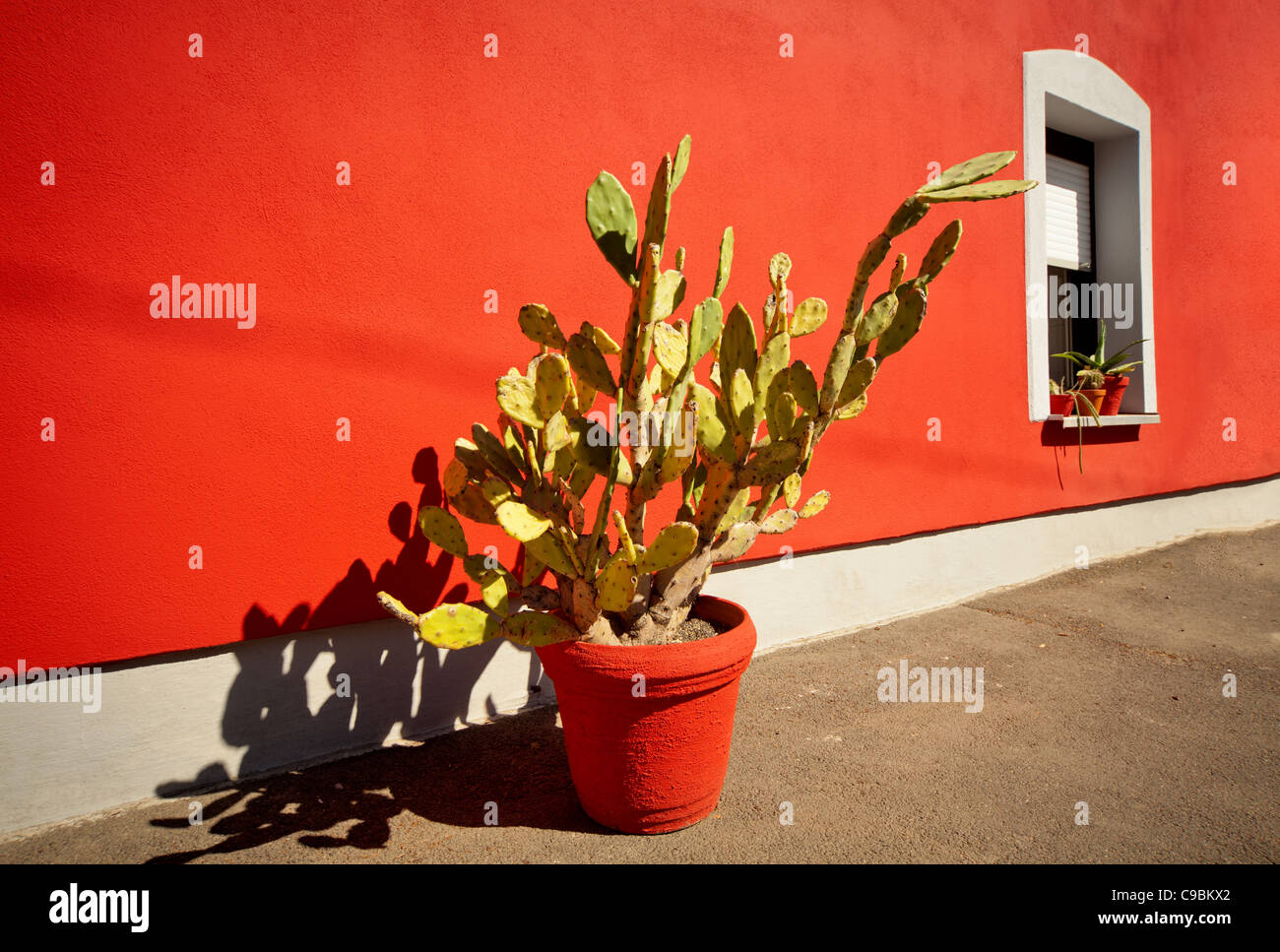Cactus en una maceta en la ventana en una pared roja Foto de stock