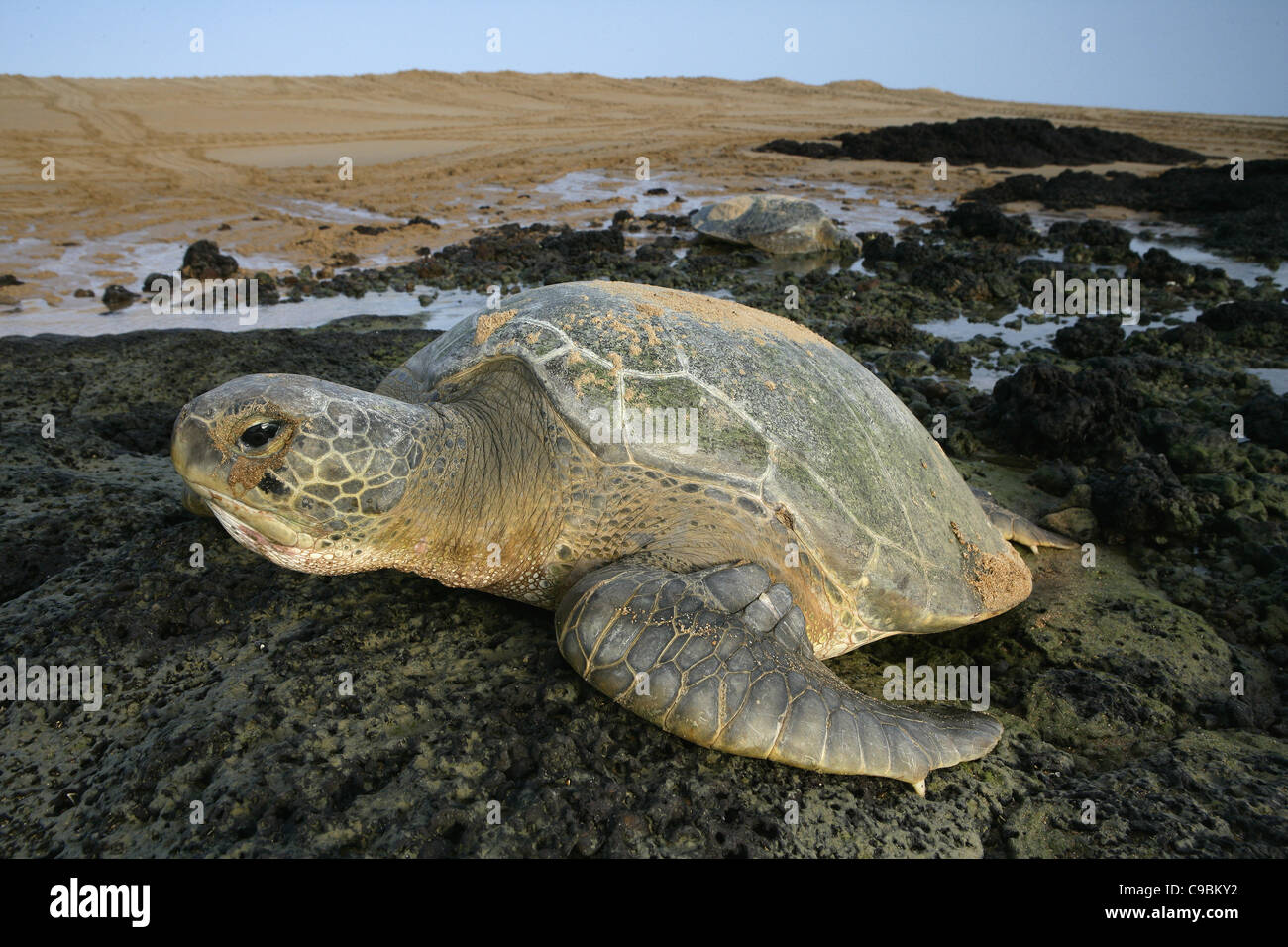 África, Guinea-Bissau, sobre la piedra de la tortuga del mar verde Foto de stock