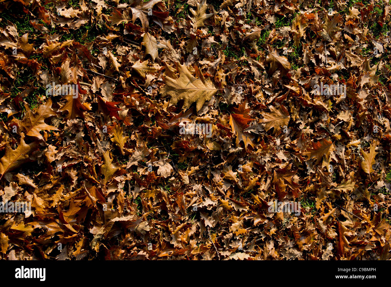 Hojas de Roble en otoño Foto de stock