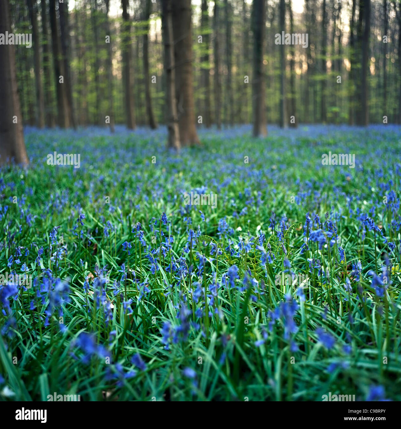 Las campánulas azules de madera silvestre (Hyacinthoides non-scripta, sinónimo: Scilla non-scripta), Hallerwoods, Halle, Brabante, Bélgica. Foto de stock