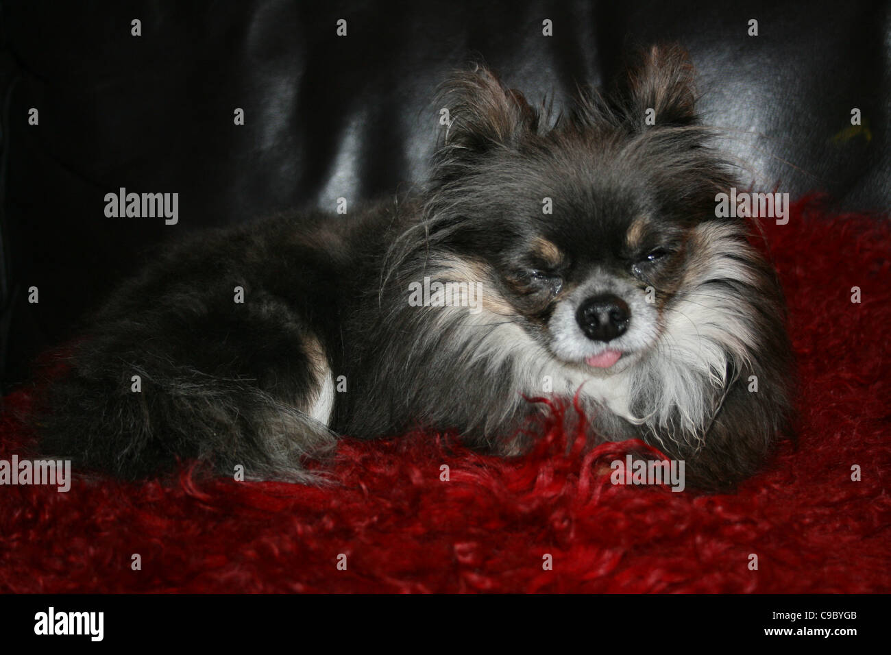 Marrón oscuro y marrón claro con Babero blanco perro mexicano o chihuahua descansando sobre acolchado rojo sobre negro sofá de cuero con su lengua. Foto de stock