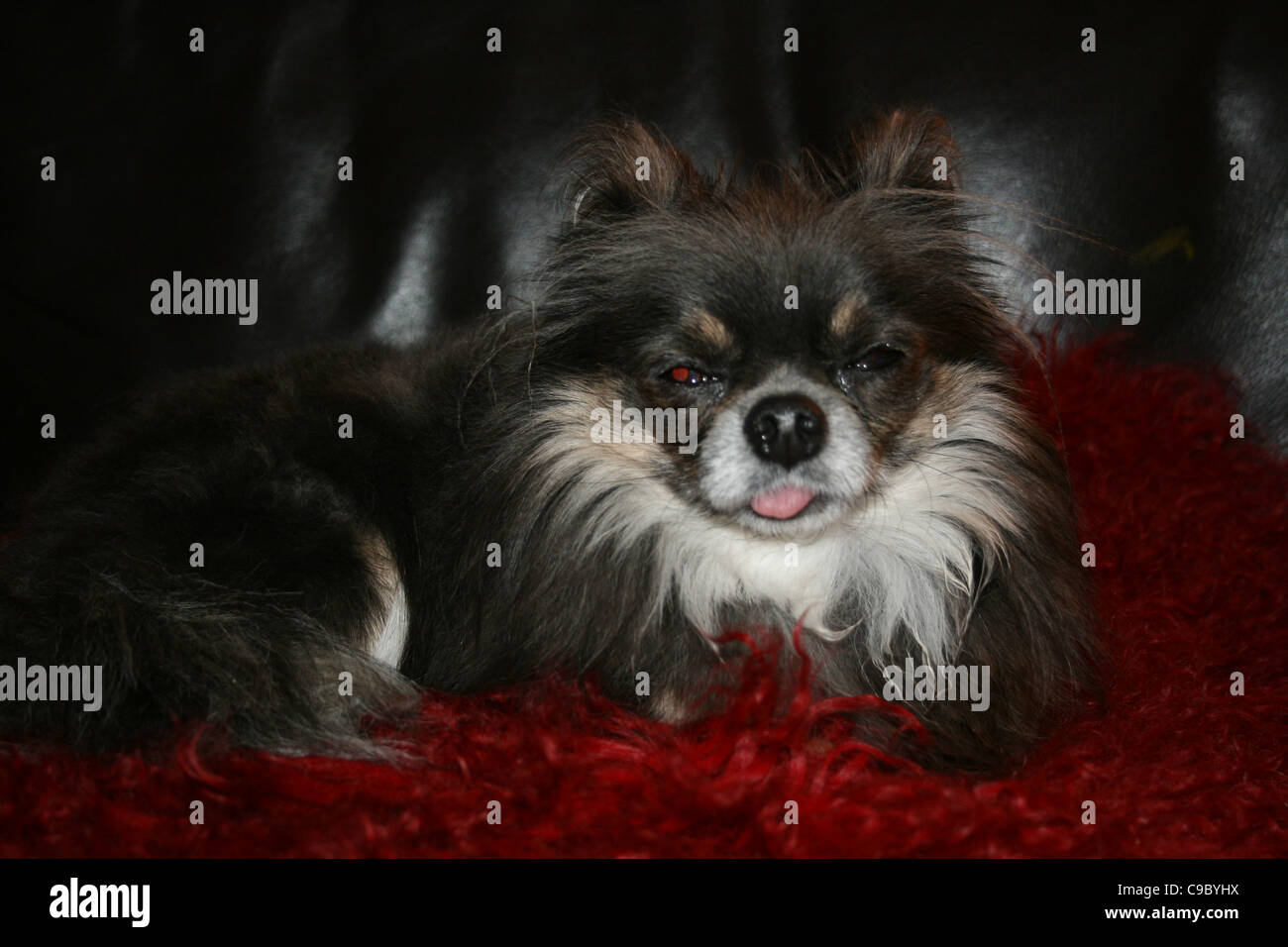 Marrón oscuro y marrón claro con Babero blanco perro mexicano o chihuahua lengua colgando fuera apoyada sobre acolchado rojo sobre negro sofá de cuero. Foto de stock