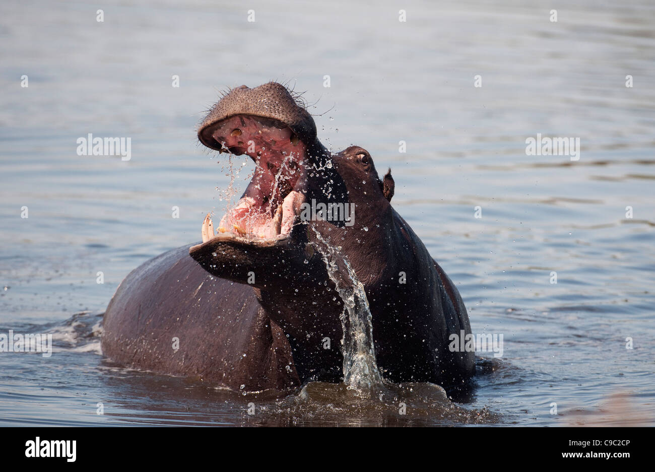 Amenaza de hipopótamo Hippopotamus amphibius Botswana Foto de stock
