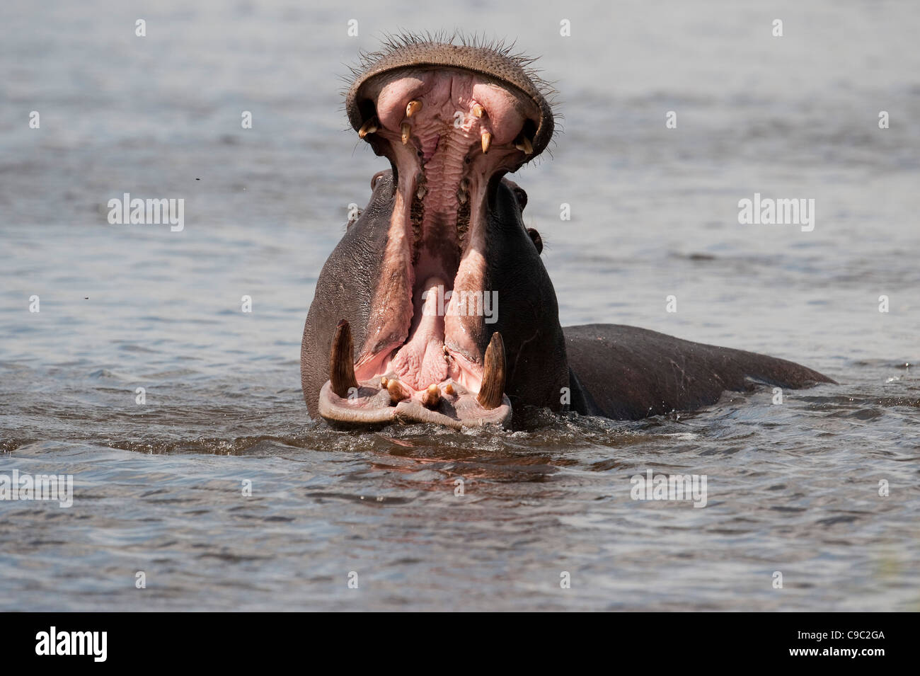 Amenaza de hipopótamo Hippopotamus amphibius Botswana Foto de stock