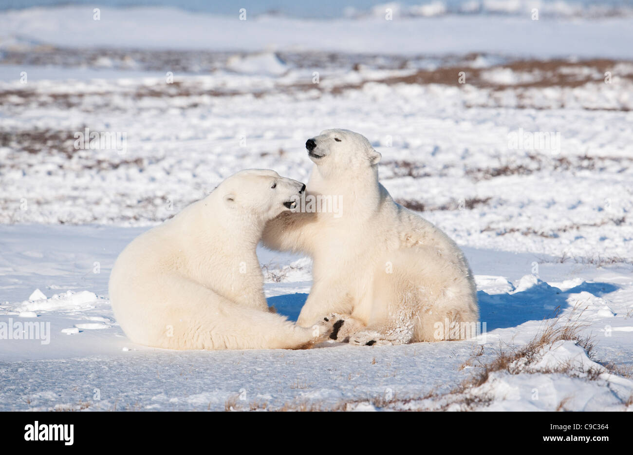 Los osos polares Ursus maritimus Canadá Foto de stock
