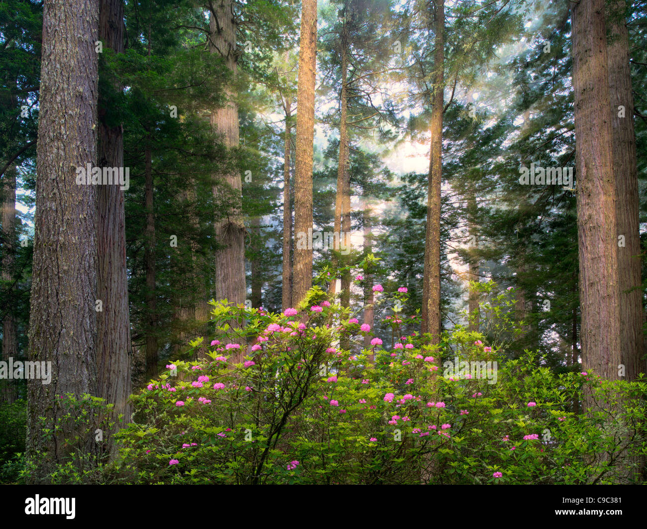 Redwood árboles florecientes y rododendros. Redwood National Park, California los rayos de luz se han agregado Foto de stock